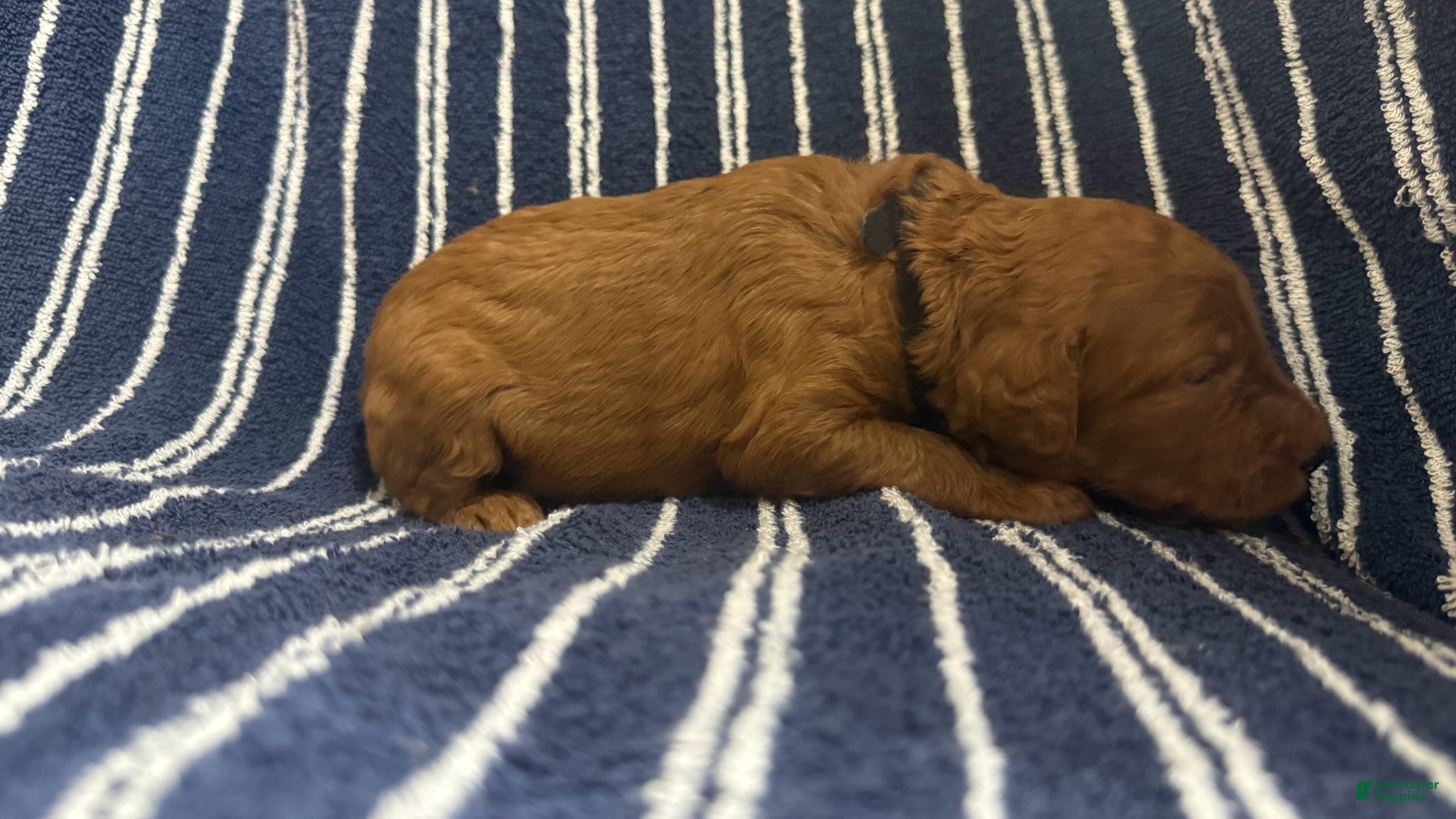 Goldendoodle dogs 🖤 Mr. Black - Ad 2