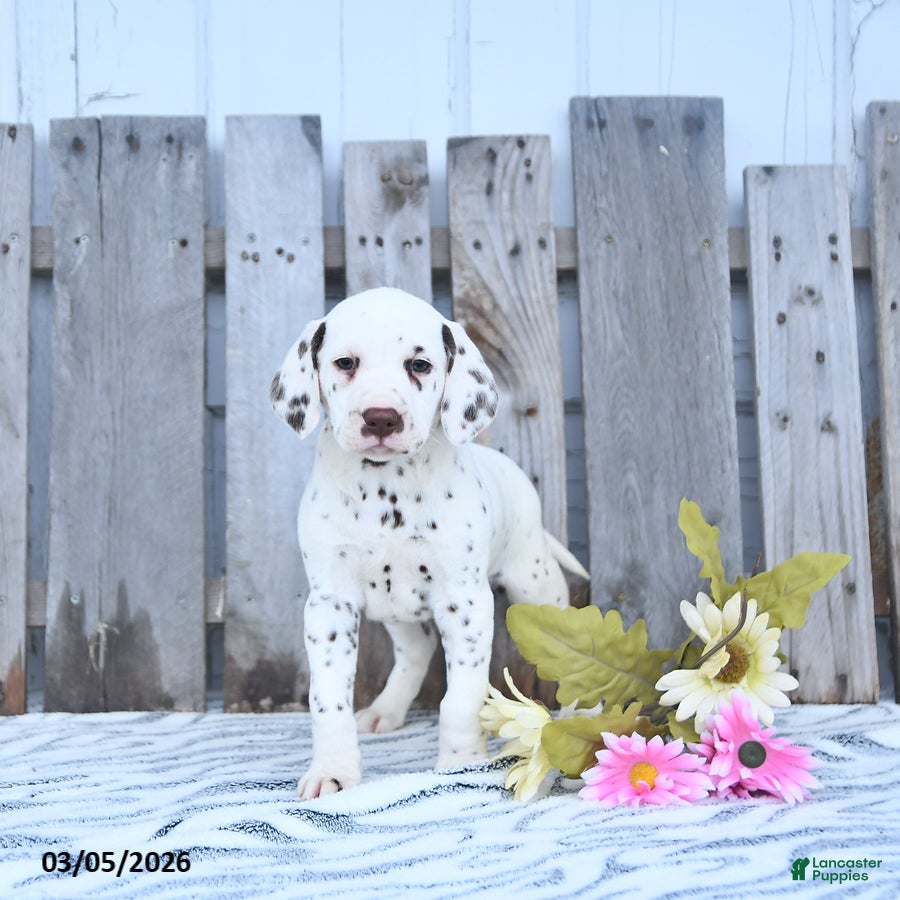 Dalmatian dogs Loki - Ad 1