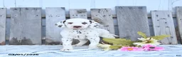 Dalmatian dogs for sale: Loki - Ad 3