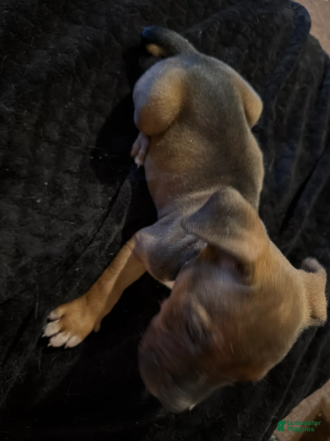 Mixed Breed dogs for sale: Mixed Breed 3 - Ad 2