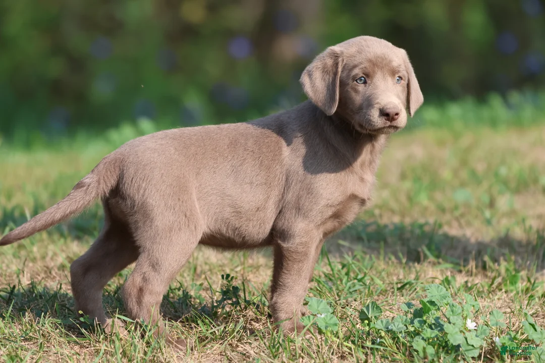 Labrador Retriever dogs for sale: Dance  - Ad 3