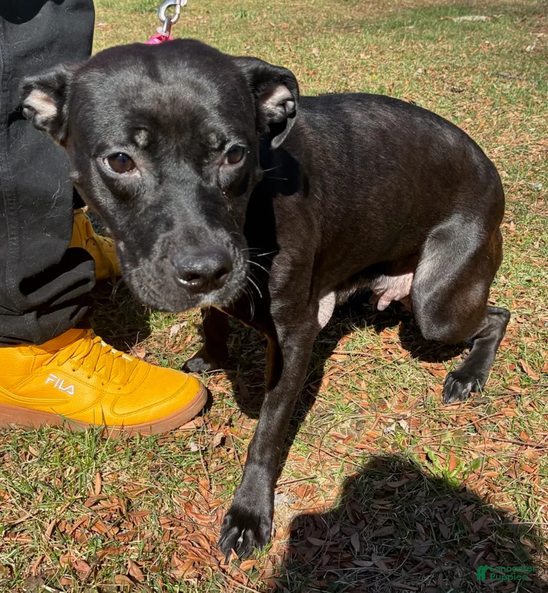 Mixed Breed dogs for sale: Sweetie - Ad 2