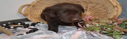 Labrador Retriever dogs for sale: Daisy - Ad 5