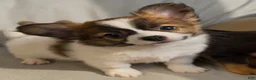 Chihuahua dogs for sale: Lil Beethoven  - Ad 1