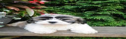Teddy Bear dogs for sale: Iris - Ad 3