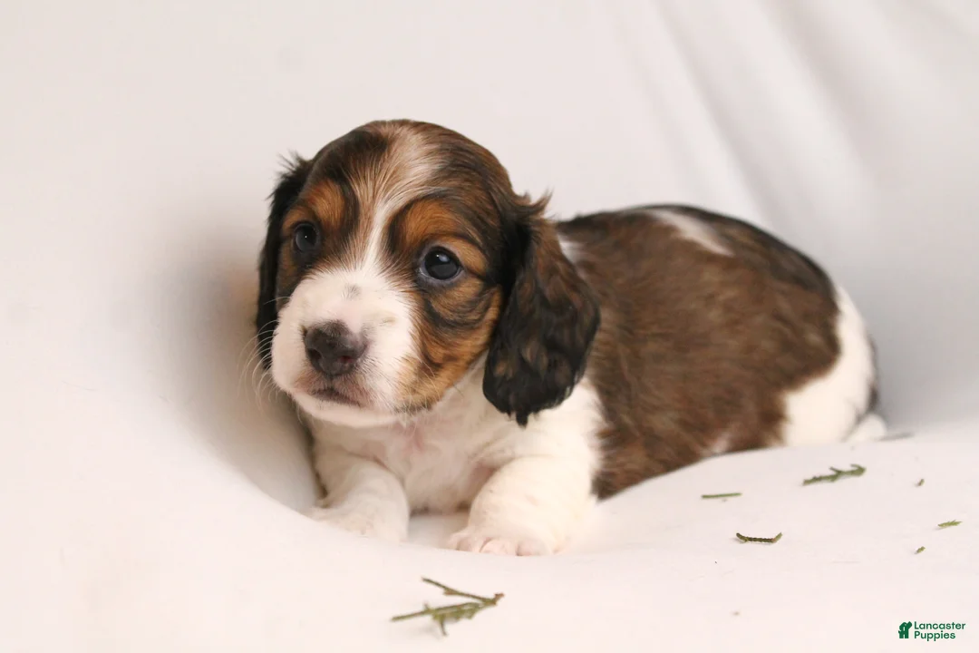 Dachshund dogs for sale: Valentine - Ad 3