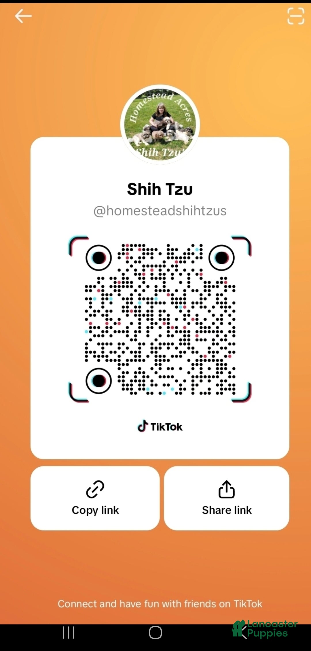 Shih Tzu dogs for sale: Axel - Ad 12