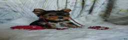 Yorkshire Terrier dogs for sale: Jemma - Ad 3