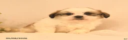 Shih Tzu dogs for sale: Jake - Ad 3