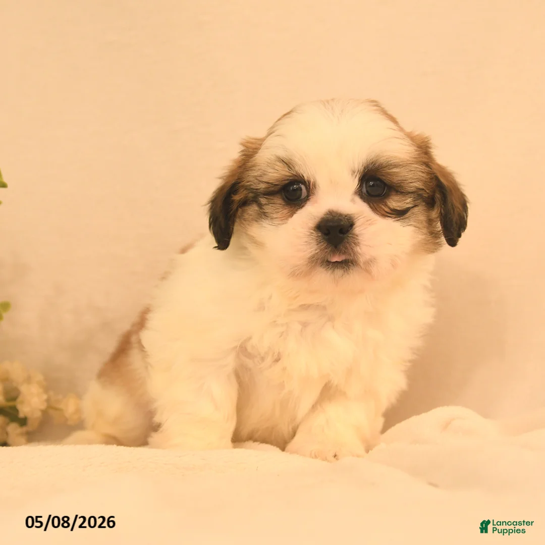 Shih Tzu dogs for sale: Jake - Ad 3