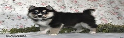 Pomsky dogs for sale: Karl - Ad 1