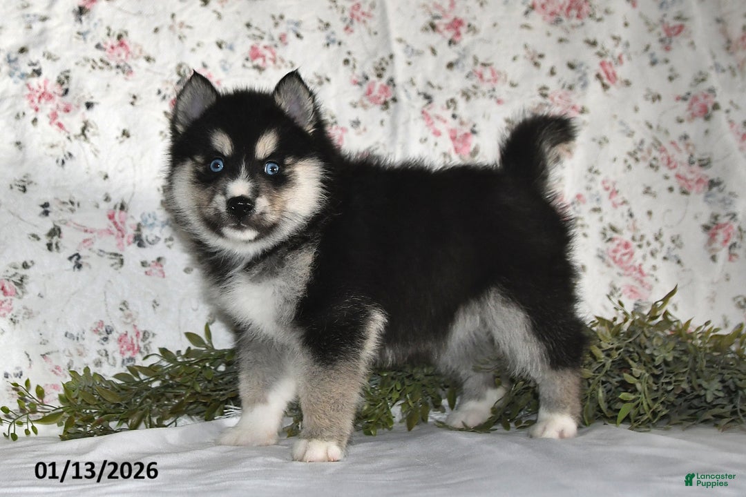 Pomsky dogs for sale: Karl - Ad 1