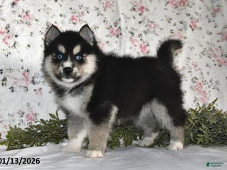 Pomsky dogs Karl - Ad 13