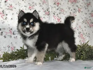 Pomsky dogs Karl - Ad 33