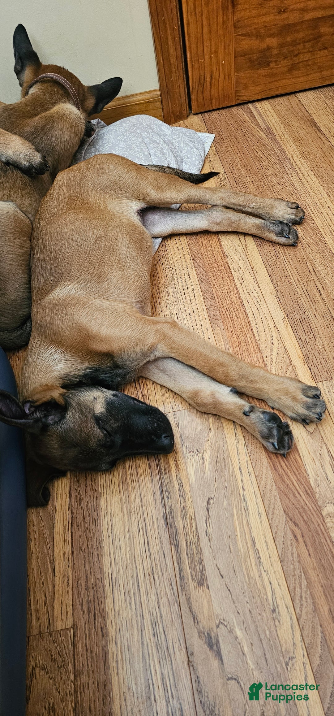 Belgian Malinois dogs for sale: "Jhett" Belgian Malinois - Ad 4