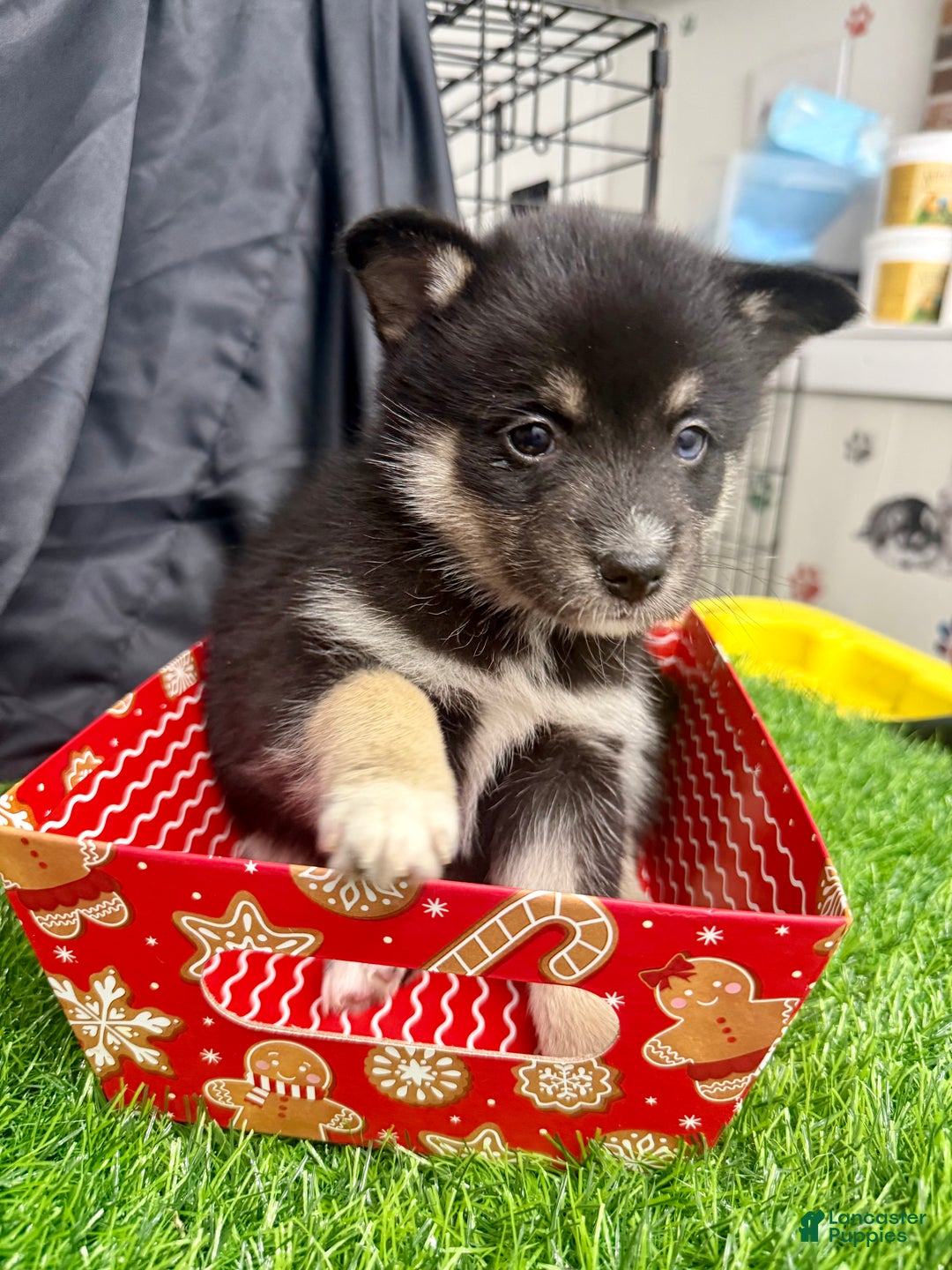 Mixed Breed dogs for sale: Sugar  - Ad 13