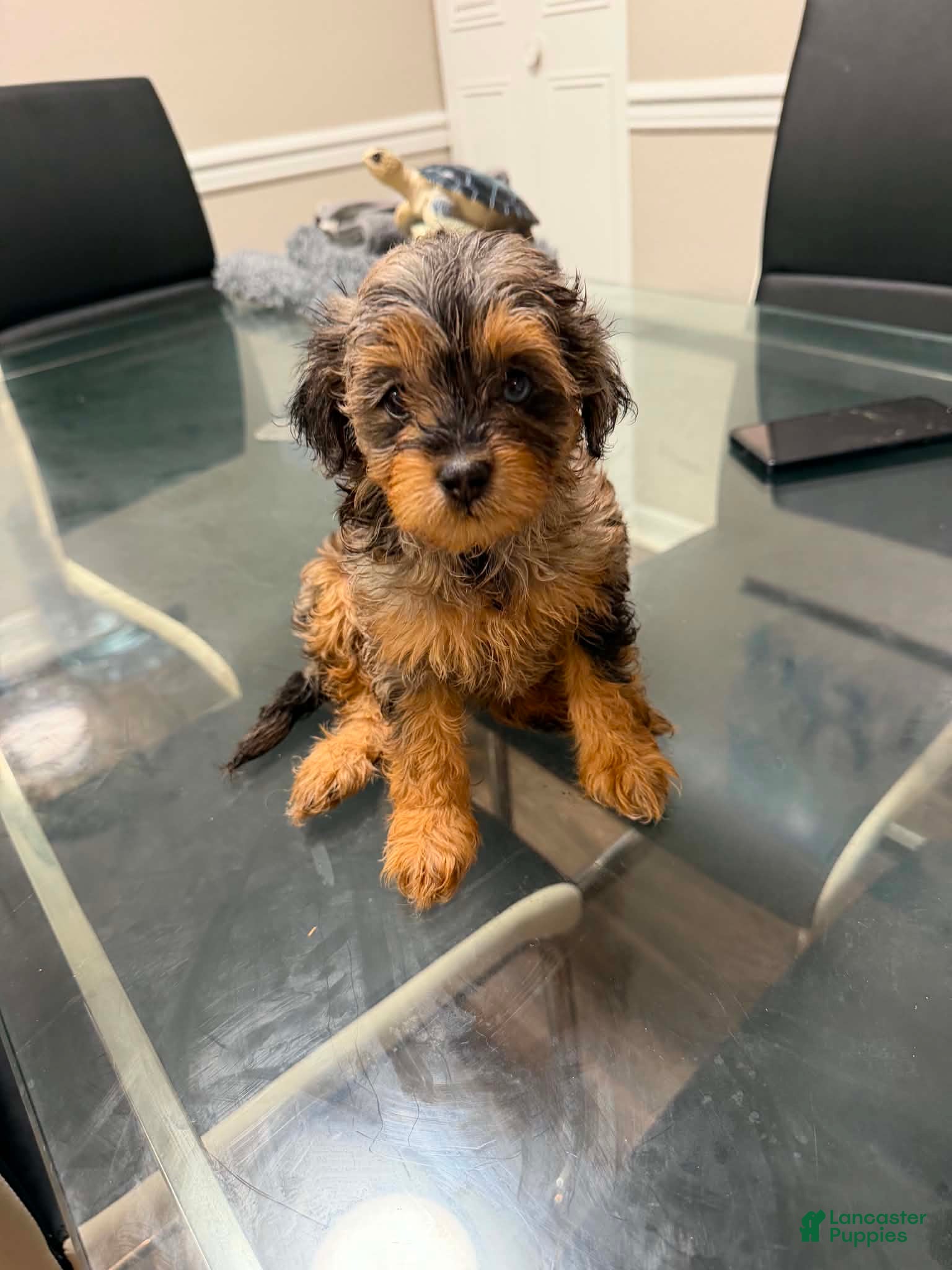 Mixed Breed dogs Rosie - Ad 21