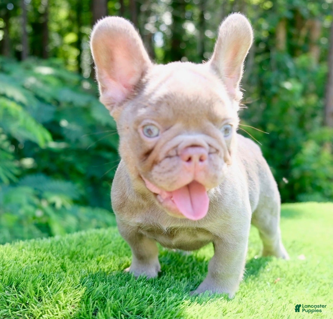 French Bulldog dogs French Bulldog 1 - Ad 1