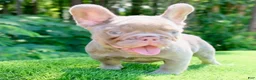 French Bulldog dogs for sale: French Bulldog 2 - Ad 18