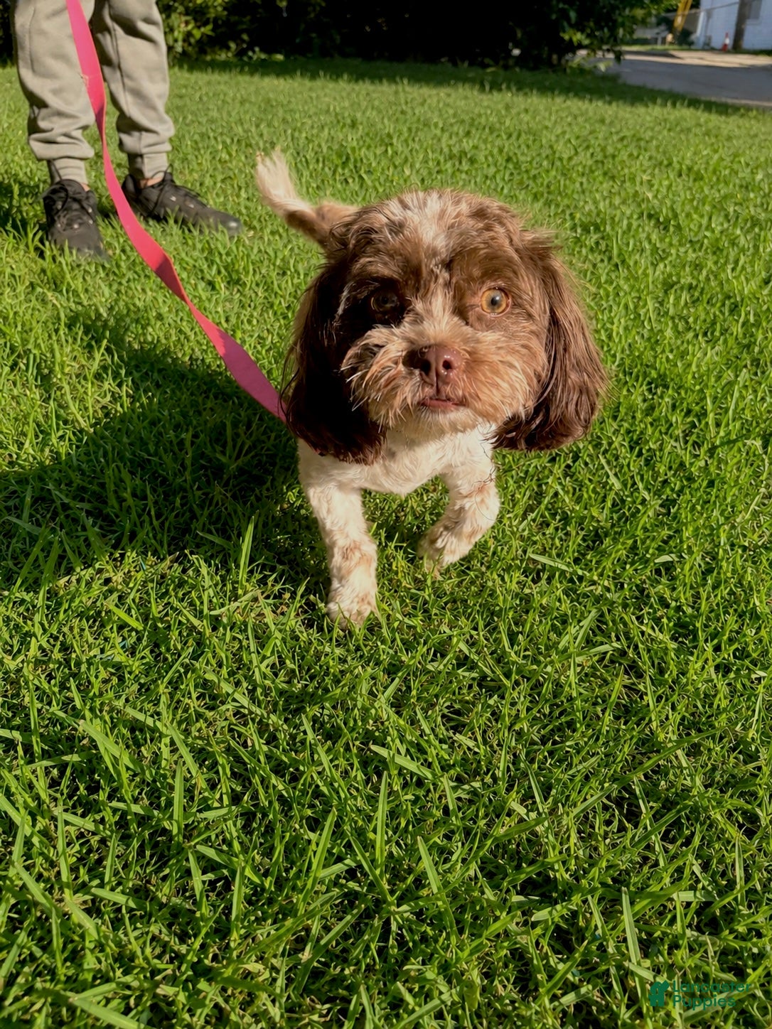 Shih Tzu dogs for sale: Shih Tzu Puppy 1 - Ad 3