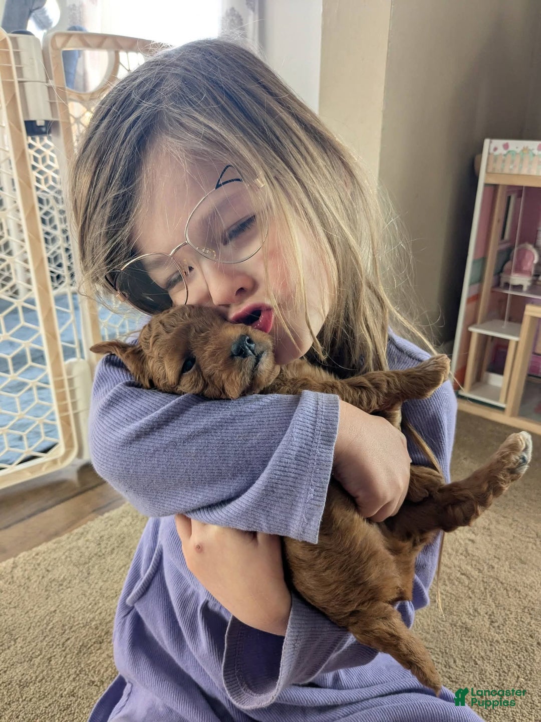 Goldendoodle dogs for sale: Golden Mountain Doodle Puppy 2 - Ad 3