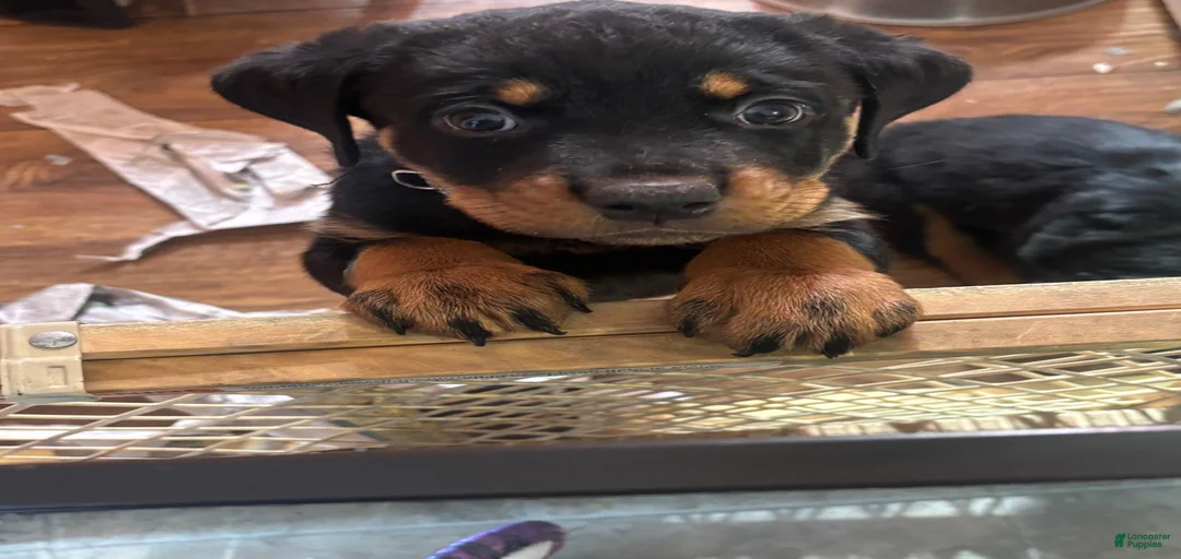 Gallery Image {{count}}