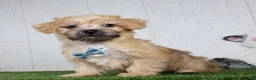 Yochon dogs for sale: Bowser - Ad 4