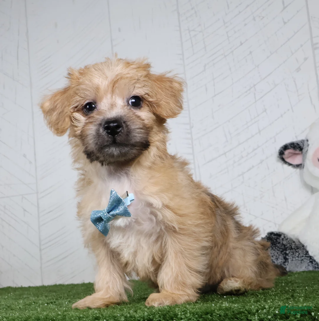 Yochon dogs for sale: Bowser - Ad 4
