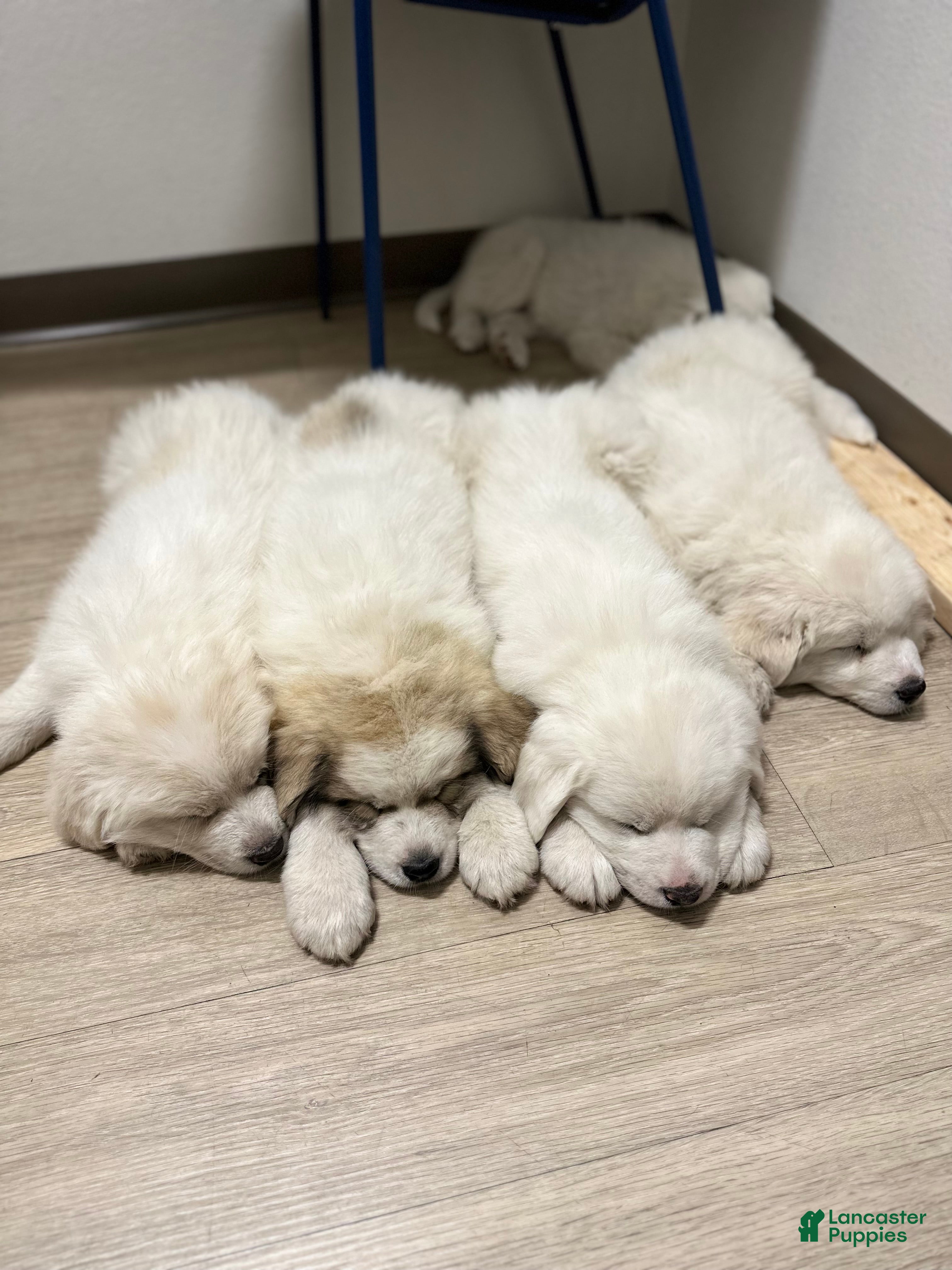 Great Pyrenees dogs Great Pyrenees Puppy 4 - Ad 2