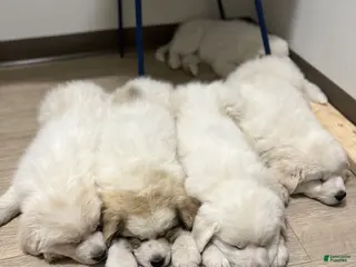Great Pyrenees dogs Great Pyrenees Puppy 4 - Ad 2