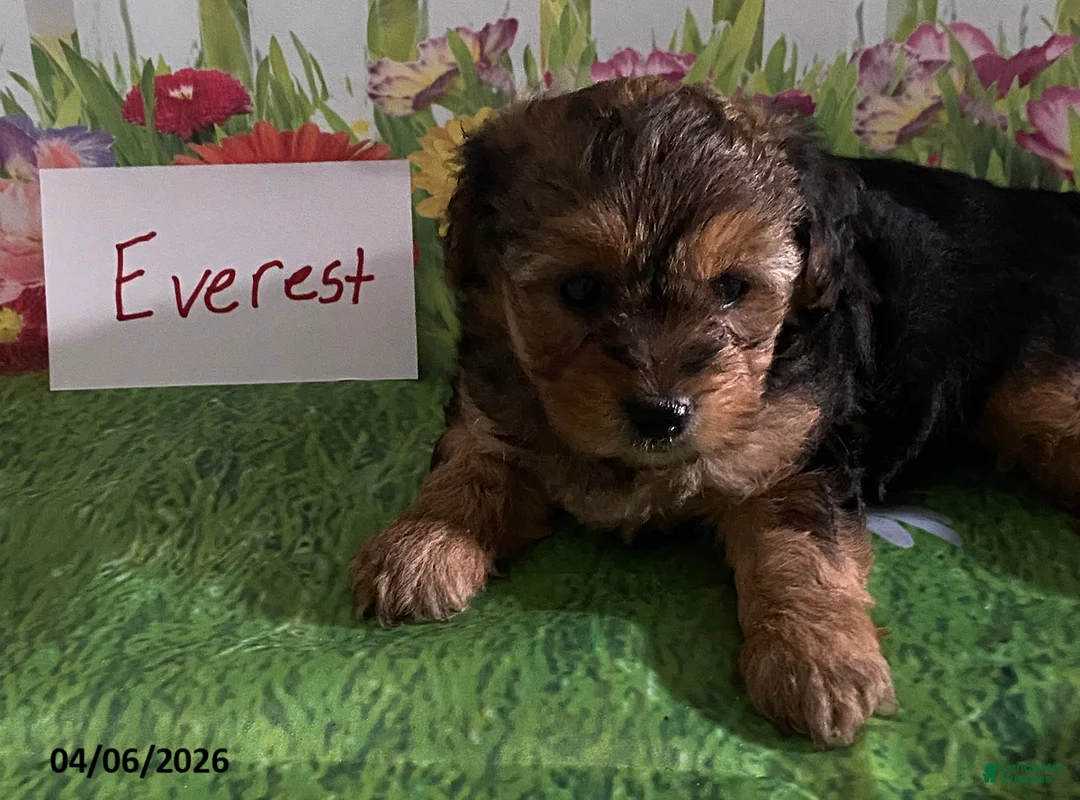 Yorkiepoo dogs for sale: Everest - Ad 2
