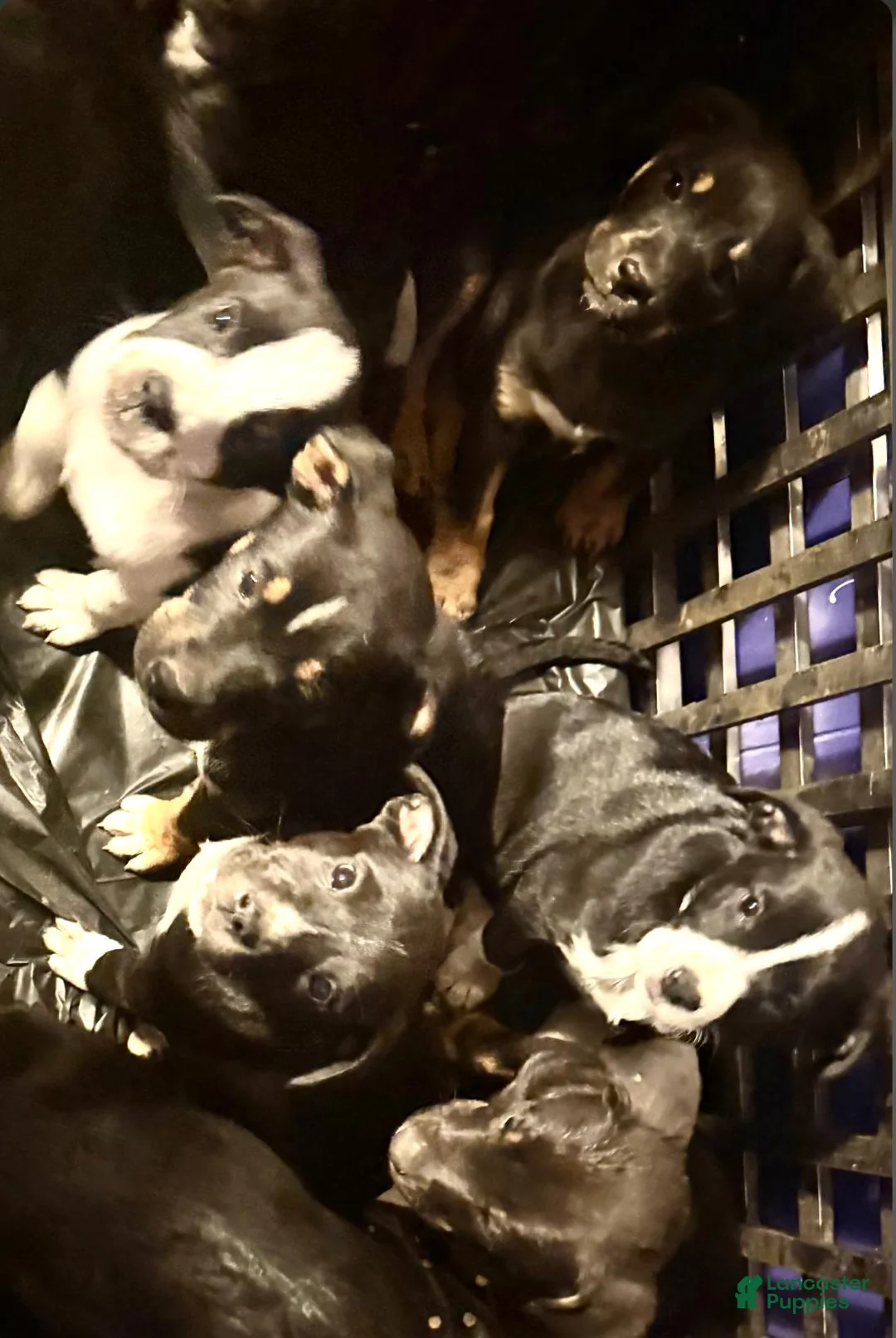 Mixed Breed dogs for sale: Baby Boy 2 - Ad 2