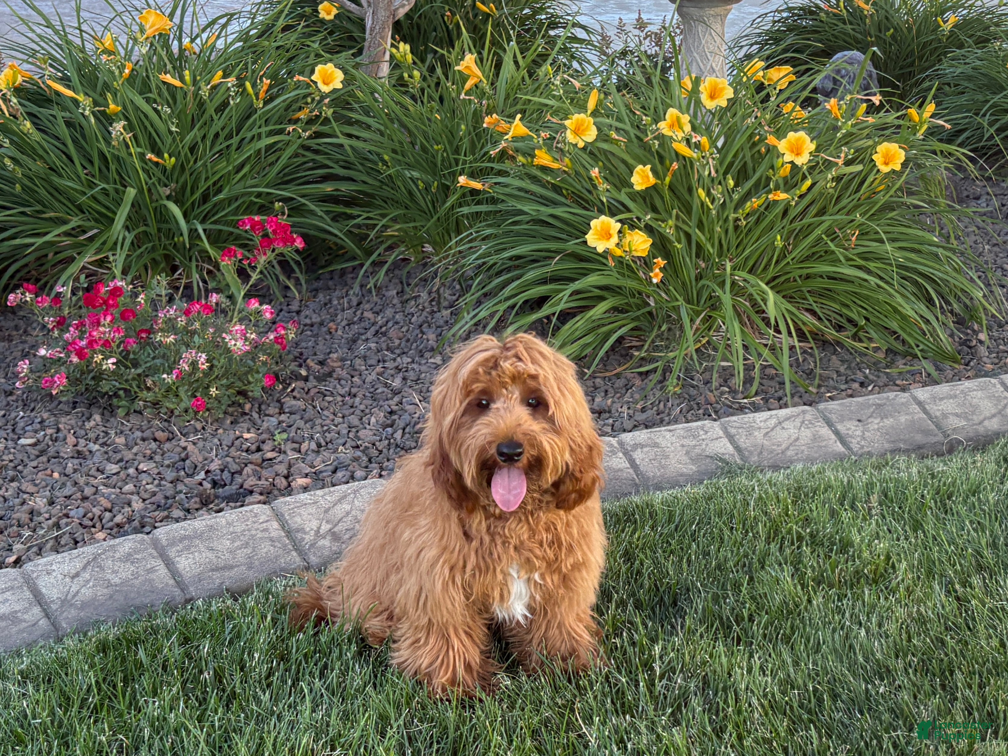 Cavapoo dogs Lyndon F1b  - Ad 1