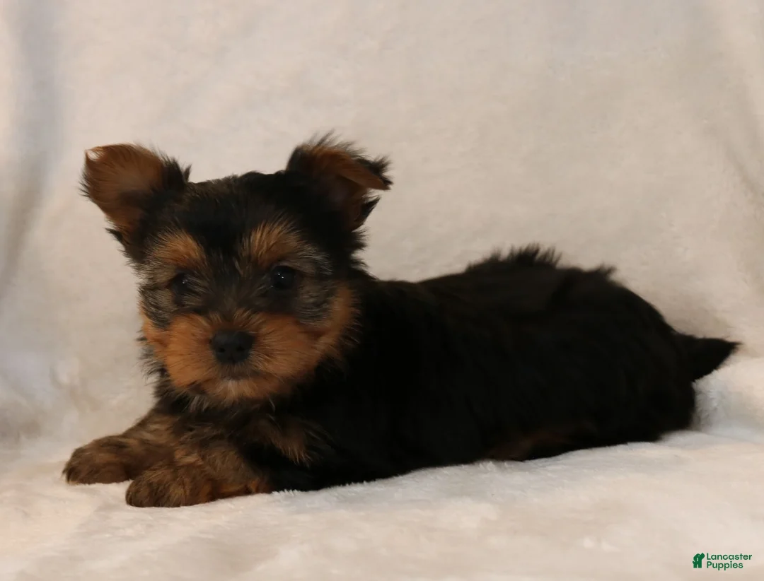 Yorkshire Terrier dogs for sale: Pixie - Ad 2