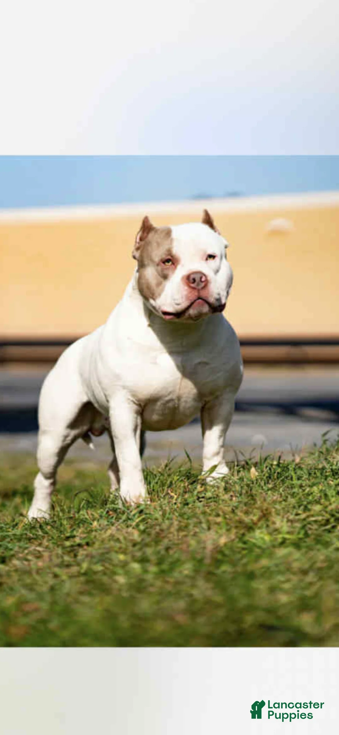 American Bully dogs for sale: American Bully Puppy 2 - Ad 3