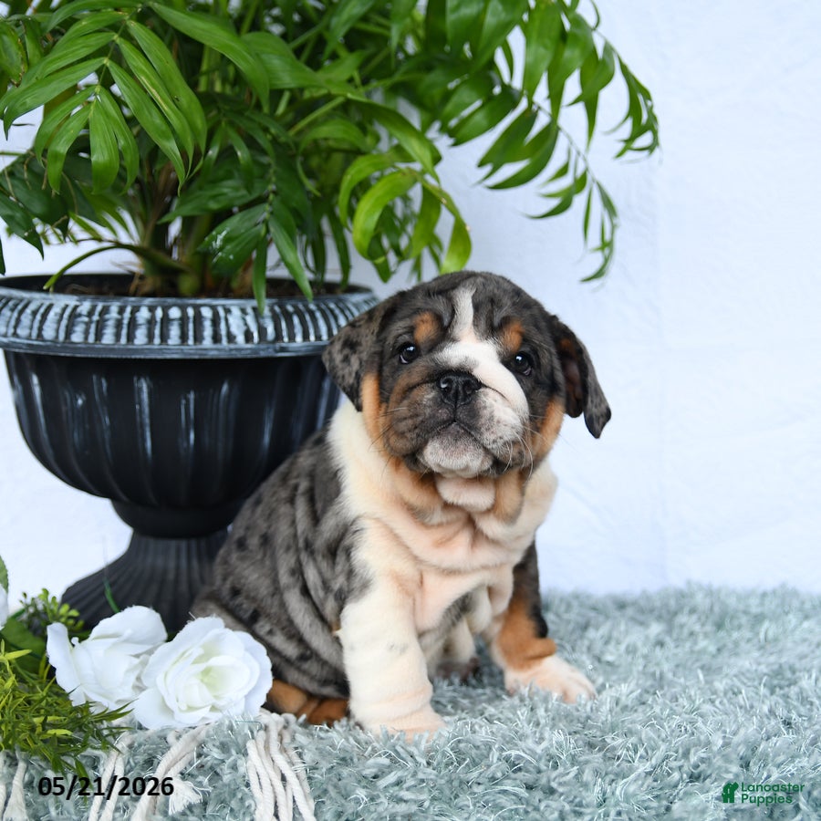 English Bulldog dogs Saffron - Ad 1