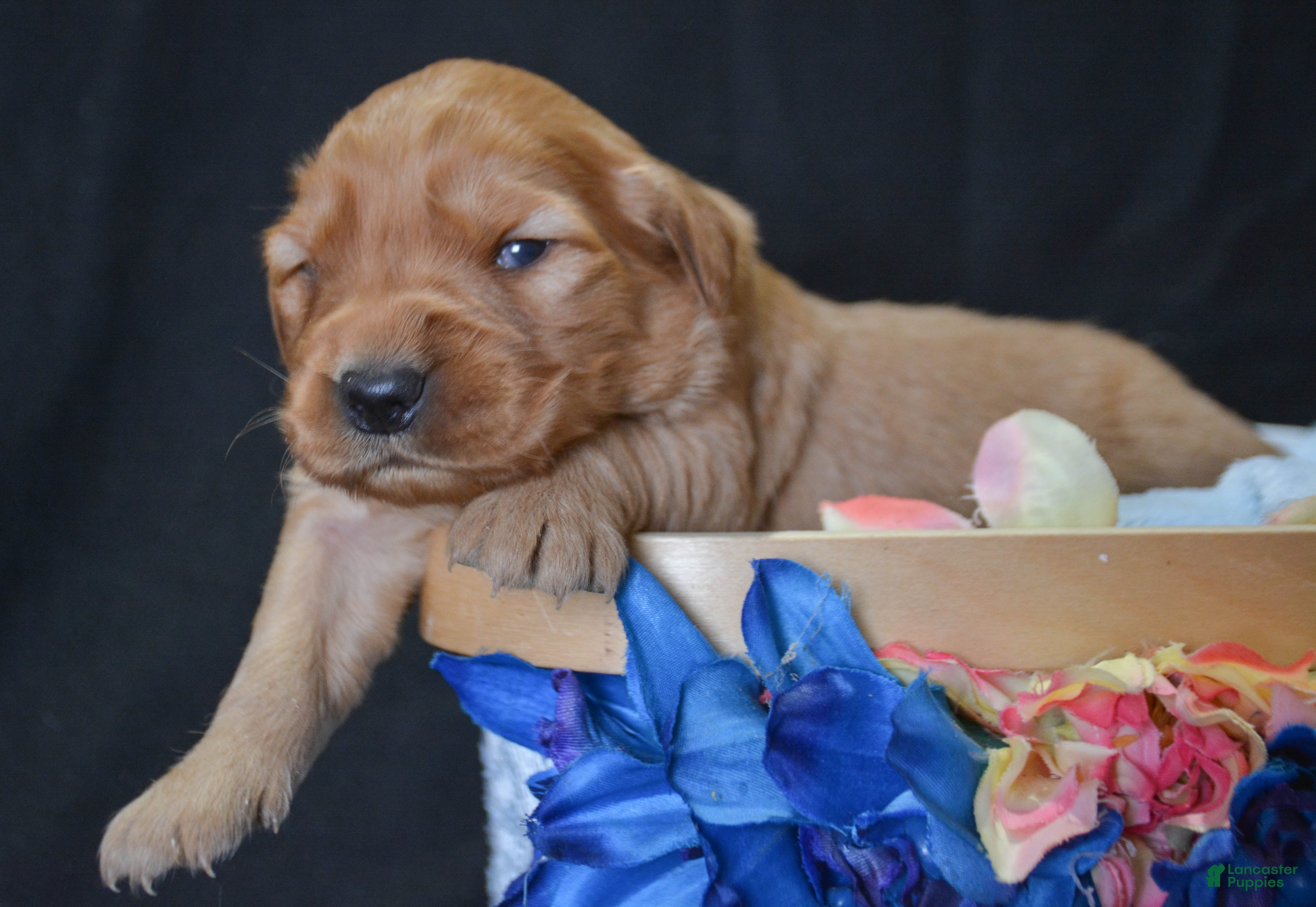 Golden Retriever dogs Golden Retriever Puppy 8 Gwen - Ad 42