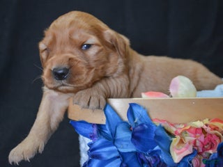 Golden Retriever dogs Golden Retriever Puppy 8 Gwen - Ad 42