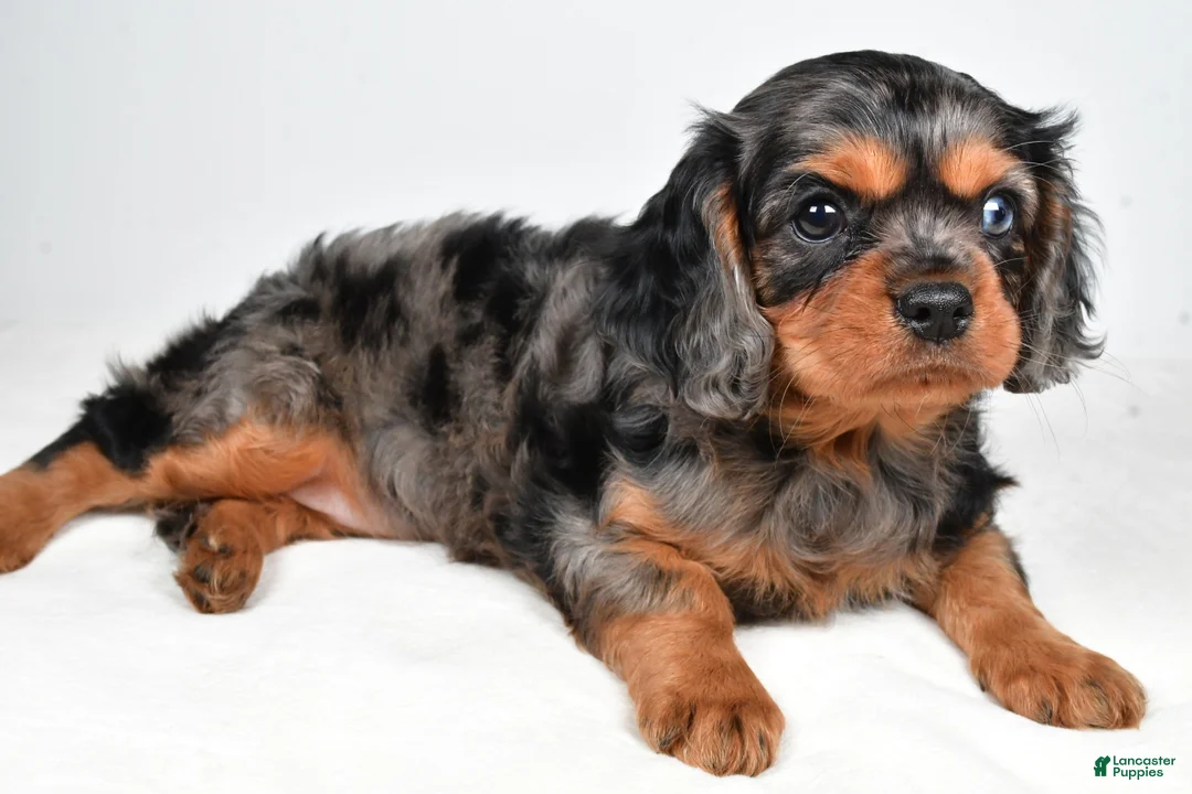 Cavalier King Charles Spaniel dogs for sale: Chelsea - Ad 9