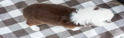 Australian Shepherd dogs for sale: Ruby - Ad 8