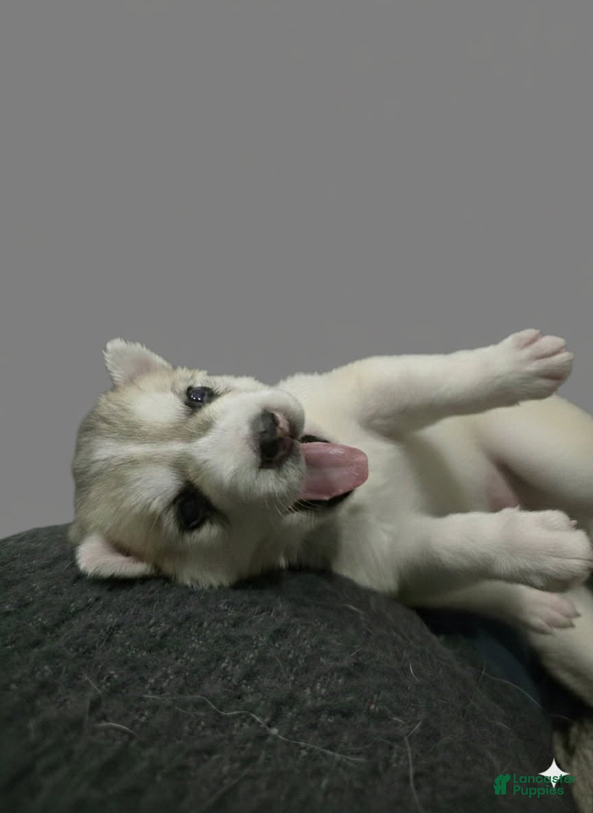 Gerberian Shepsky dogs Yuki - Ad 9