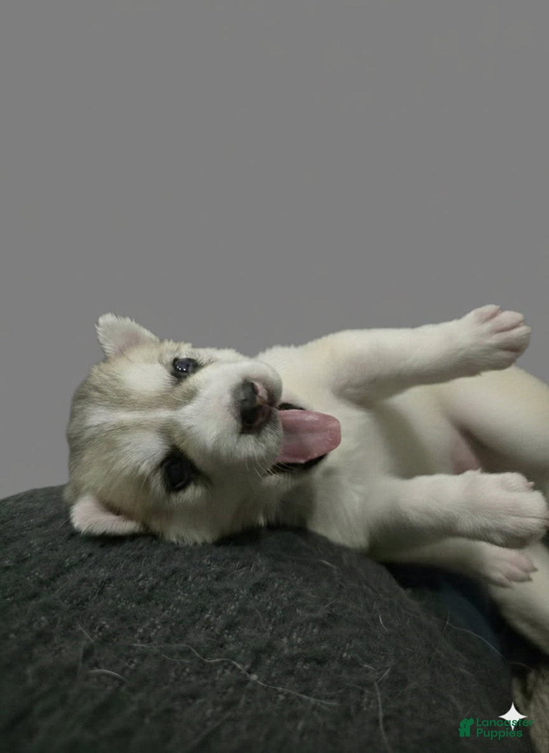 Gerberian Shepsky dogs for sale: Yuki - Ad 1