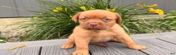 Dogue De Bordeaux dogs for sale: Babbles  - Ad 5