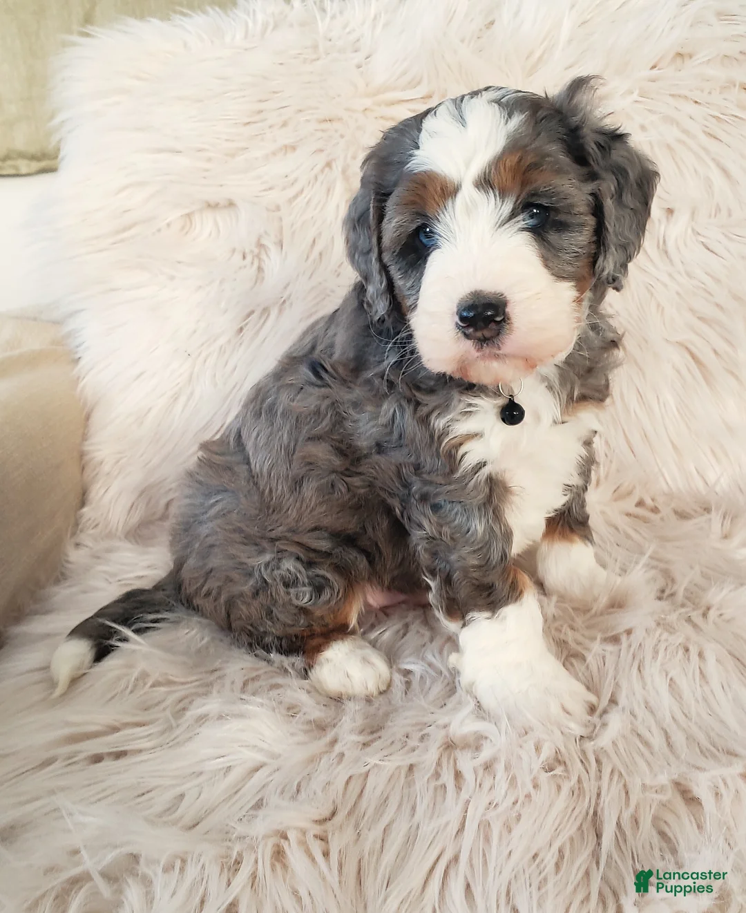 Mini Bernedoodle dogs for sale: Koda - Ad 4