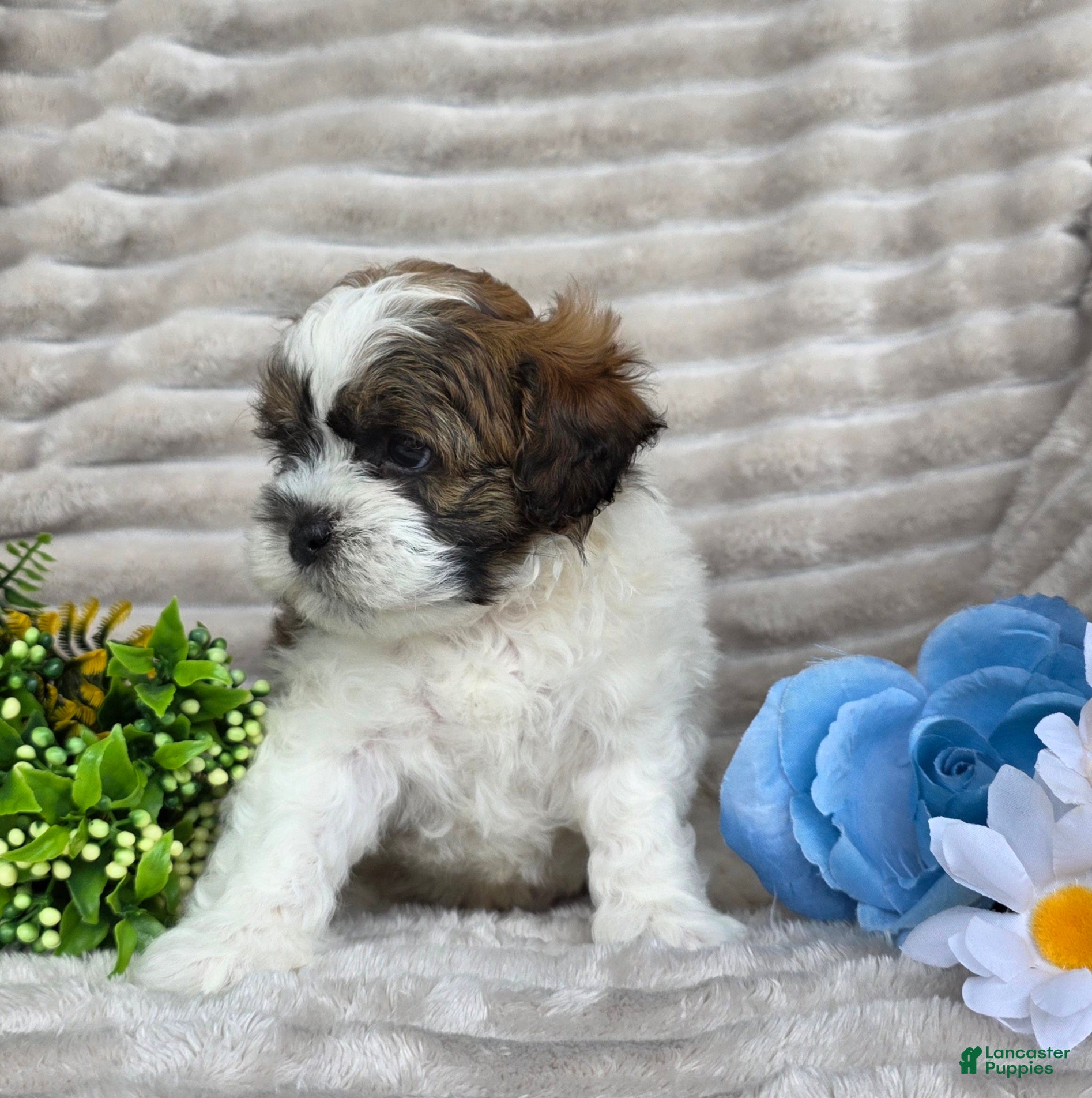 Shihpoo dogs Scout - Ad 2