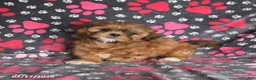 Shih Tzu dogs for sale: Tango Special Needs - Ad 4