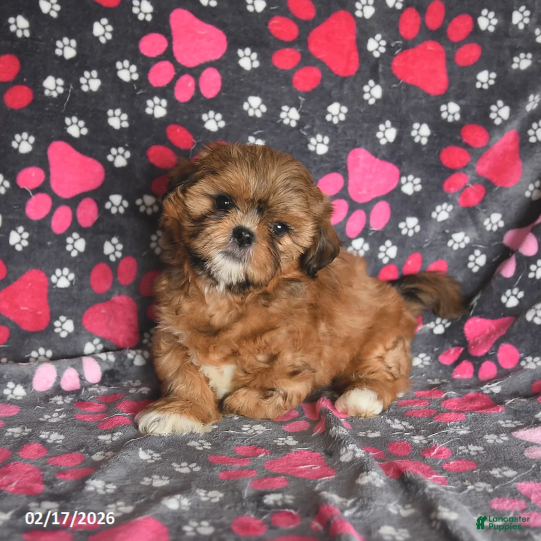 Shih Tzu dogs for sale: Tango Special Needs - Ad 4