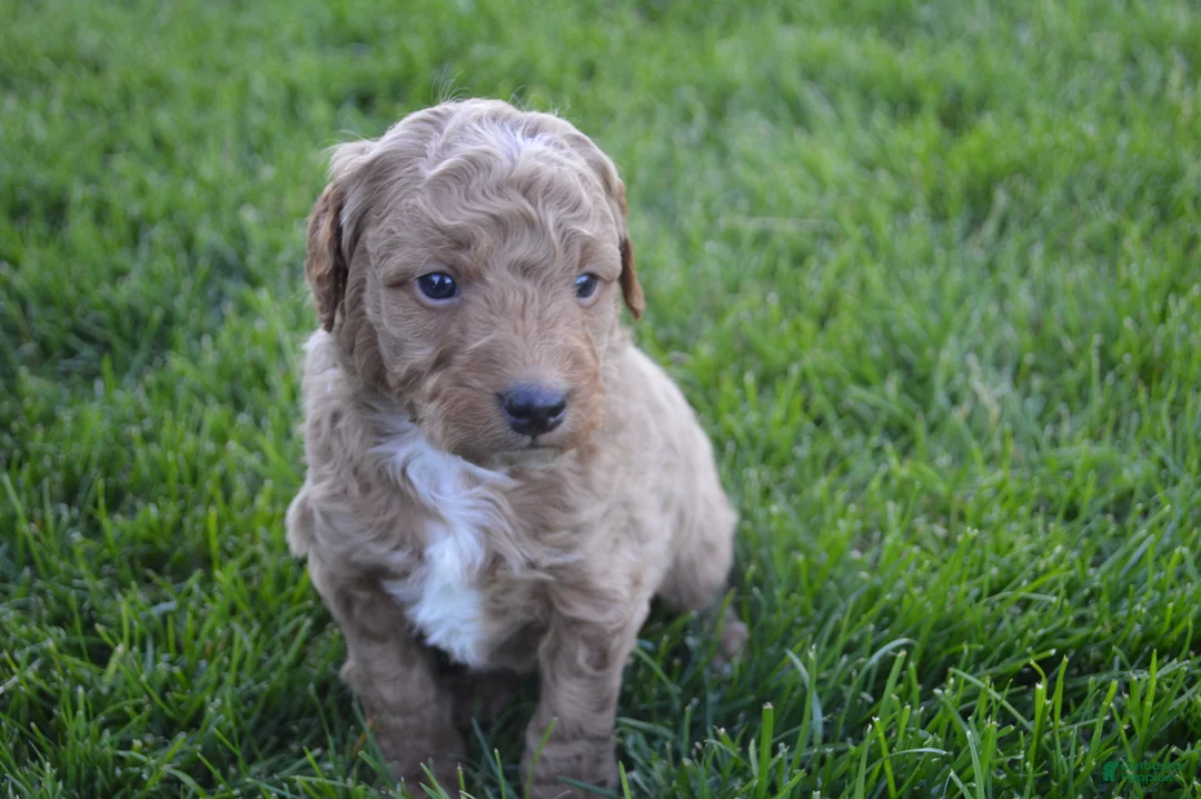 Mini Goldendoodle dogs for sale: Remmy - Ad 1