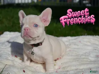 French Bulldog dogs for sale: Mavie💜 - Ad 3