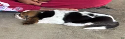 Basset Hound dogs for sale: Sophie - Ad 3